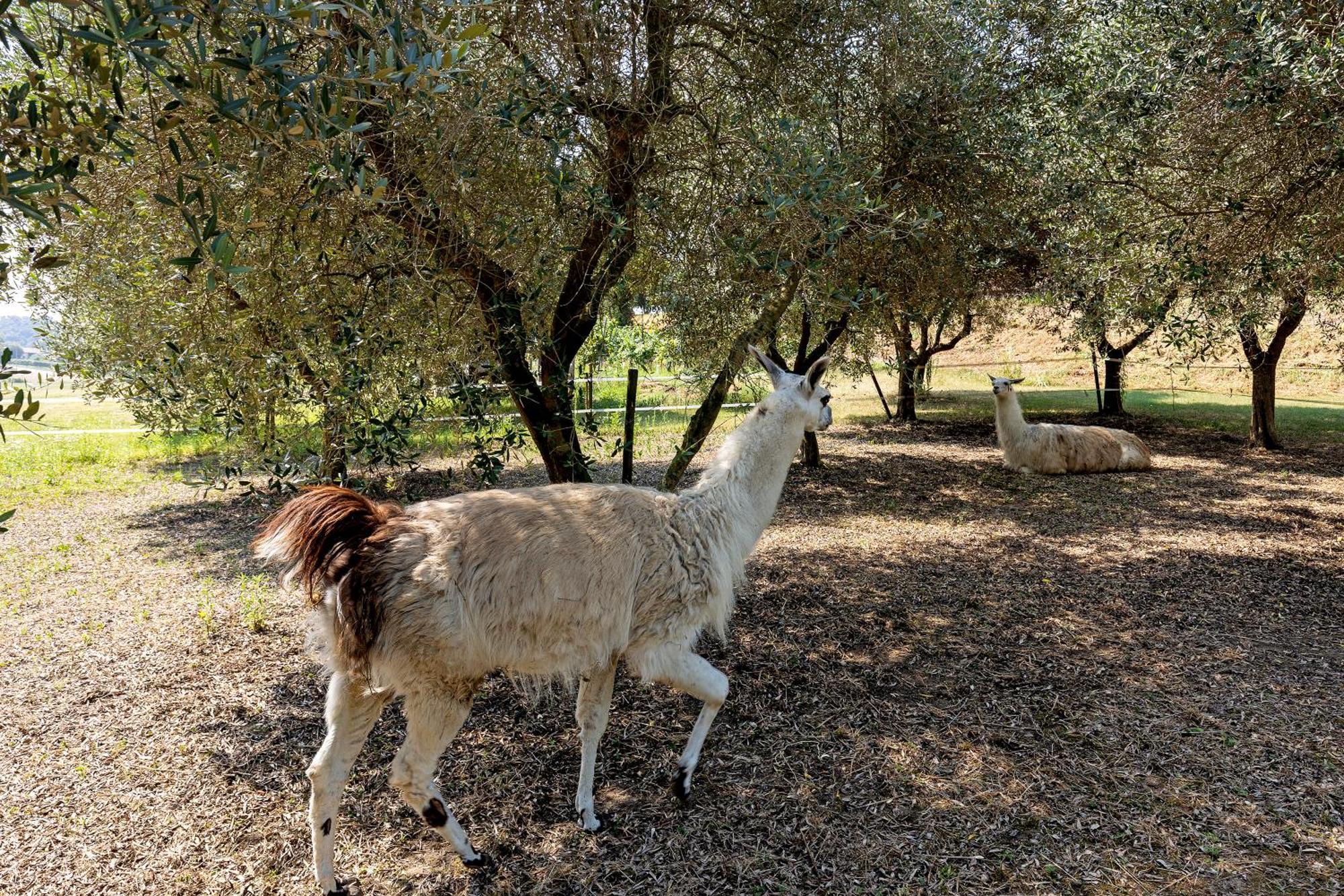 New Agriturismo Corte Olfino Monzambano Esterno foto